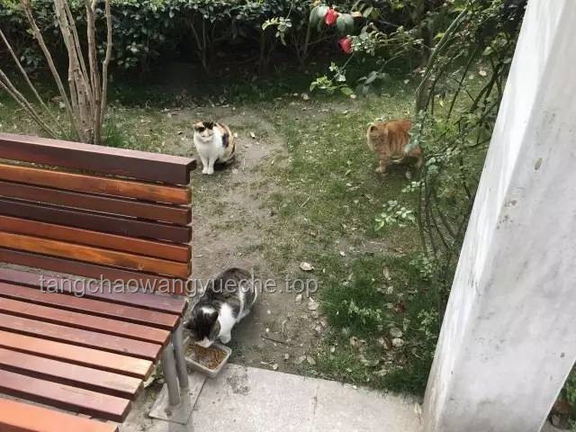 打造梦想中的生态居所：带有水质净化系统的猫猫部落瞭望塔实用建设指南